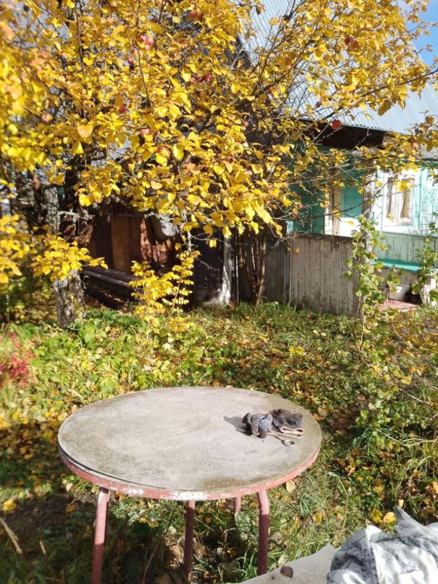 Купить дачу, дом, коттедж за 240 000 рублей на Росинка Садовое неком-е товарищество